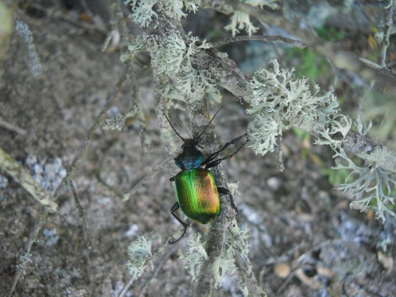 Calosoma sicophanta...in azione